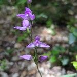 Cephalanthera rubraFlor