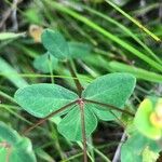 Euphorbia dulcis Leaf