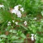 Verbena officinalisFlower