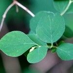 Symphoricarpos albus Leaf