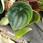 Peperomia griseoargentea