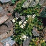 Saxifraga bronchialis Облик