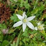 Ornithogalum divergensKukka