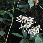 Begonia convallariodora Flor