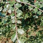 Cotoneaster horizontalis Levél