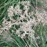 Eryngium campestre Virág