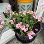 Diascia barberae Kukka