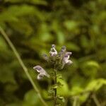 Scutellaria serrata Habitus