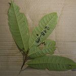 Iryanthera hostmannii Leaf