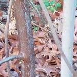Clethra acuminata Ŝelo