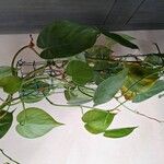 Philodendron hederaceum Blatt