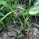 Carex muskingumensis Leaf