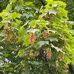 Acer tataricumList