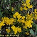 Cytisus ardoinoi Habit