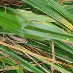 Carex vesicaria Листок