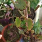 Kalanchoe laxiflora ᱥᱟᱠᱟᱢ