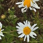 Tripleurospermum inodorum Flower