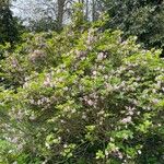 Rhododendron schlippenbachii Habitus