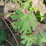 Geranium carolinianumЛіст