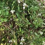 Eruca vesicaria Квітка