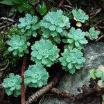 Rhodiola pachyclados Συνήθη χαρακτηριστικά