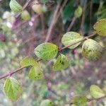 Symphoricarpos orbiculatus ഇല