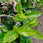 Camellia sinensis পাতা