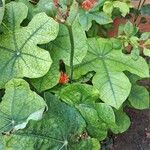 Jatropha podagrica Blad