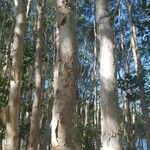 Melaleuca leucadendra Bark