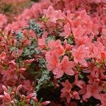 Rhododendron kaempferi Cvet