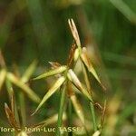 Carex pauciflora Ffrwyth