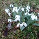 Galanthus plicatusFlower