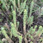 Sideritis montana Fula