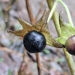 Atropa bella-donna Fruit