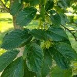 Halesia carolina Blad