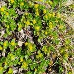 Salix serpillifolia Lehti