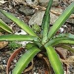 Agave lophantha Листок