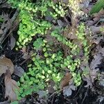 Adiantum jordanii Celota