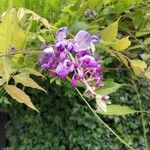 Wisteria sinensis പുഷ്പം