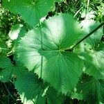 Adenostyles alpina Likasa