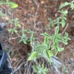 Salvia mellifera Lapas