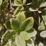 Pittosporum tenuifolium 葉