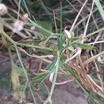 Parthenium hysterophorus Leaf