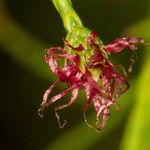 Gymnostoma nodiflorum Fruto