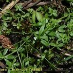 Galium trifidum Hábito