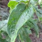 Asclepias tuberosa Leaf