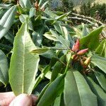 Rhododendron morii Blatt