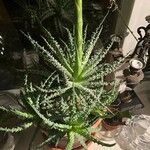 Aloe humilis Hoja