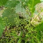 Rorippa palustris Yaprak
