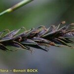 Carex frigida Mosusu